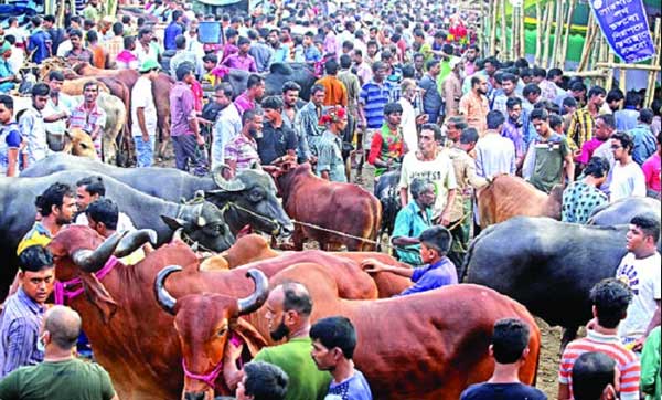 শেষ সময়ে জমজমাট কোরবানির পশুর হাট