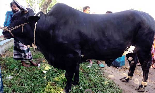 ‘বুদ্দু বাবু’র ওজন ২৭ মণ, দাম ৮ লাখ